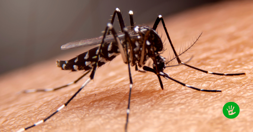 Dengue: Causas, Transmissão e Ações da Sociedade